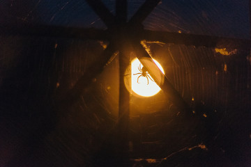 Spider on the moon. Silhouette of a spider on the moon. The spider sits on the web. The only window is barred.