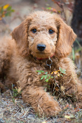 A cute labradoodle puppy lying on the ground