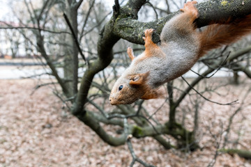 little squirrel sitting on the branch of park tree and searching for food
