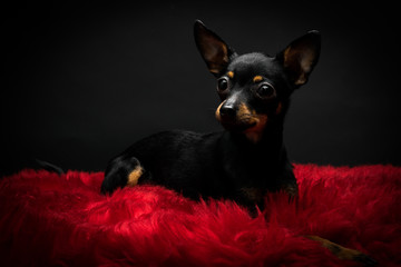 Puppy, dog, toy terrier portrait on a black background