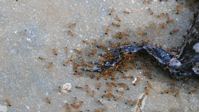Ants eating a dead bullfrog.4K
