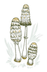 Coprinus comatus fungus. © spline_x