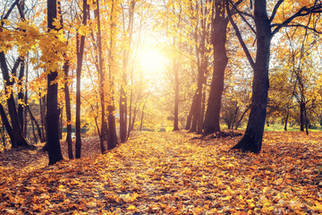 Alley in the sunny autumn park