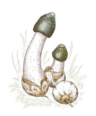 Phallus impudicus, known colloquially as the common stinkhorn.