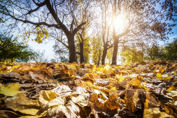 Bright foliage in sunny autumn park