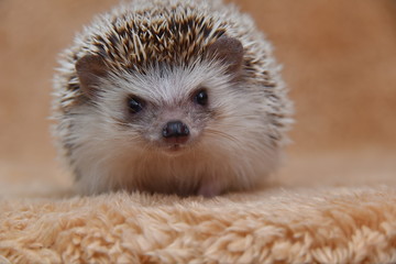 Hedgehog
