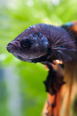 Siamese fighting fish or Betta fish.