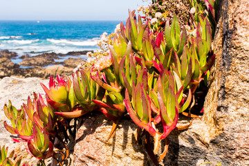 Seaside Succulents