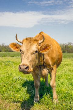 Red cow on a green sunny meadow. European country life