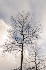 Fototapeta na wymiar Silhouette of a tree against the sky