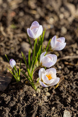 crocuses in the foreground