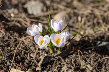 white crocuses in spring