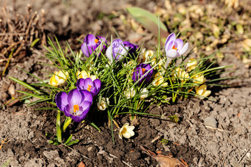 crocuses in the spring garden