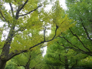 明治神宮外苑のイチョウ並木