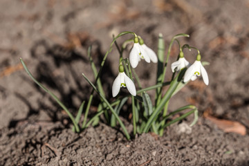 white snowdrops in the spring