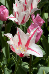 Tulipes - 178639093