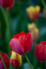 Tulipes - 178639239