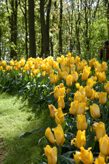 Tulipes - 178639402
