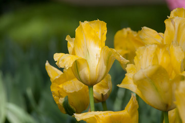 Tulipes - 178639625