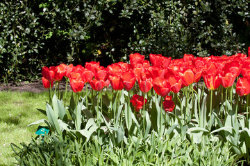 Tulipes - 178639685