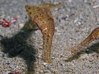 Robust Ghostpipefish, Robuster Geisterpfeifenfisch (Solenostomus cyanopterus)