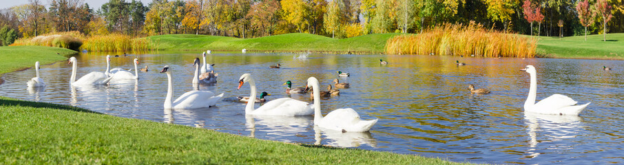 Swans and ducks on the lake in autumn park