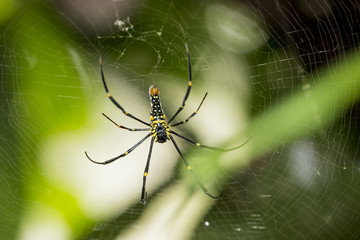 spider animal