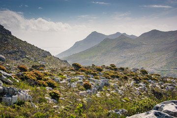 Protea bushes in flower fill a hillside, with Silvermine mountains in the background near Cape Town, South Africa.