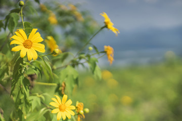 yellow flowers