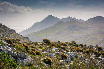 Hillside full of protea bushes in flower with Silvermine mountains in the background, South Africa