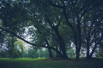 Fototapeta na wymiar Green Crooked Trees in the Park Retro