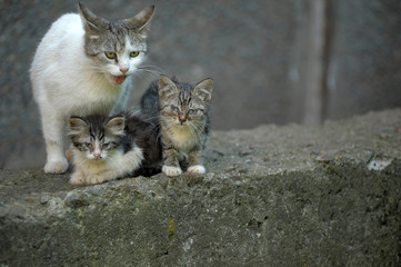 homeless cat with kittens on the street