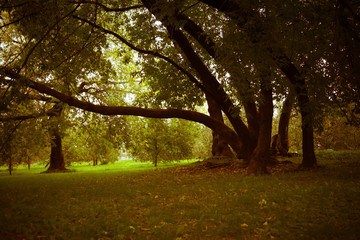 Green Crooked Trees in the Park Retro