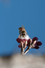 Bee Pollinates apricot flower