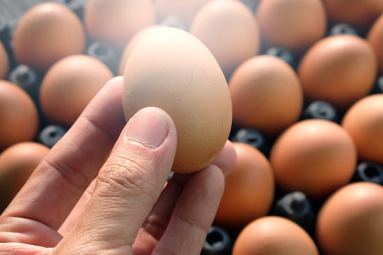 Selection quality of fresh egg.