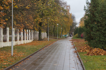 road in a park among trees in autumn