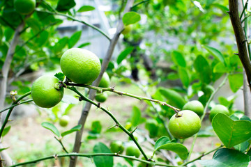 Close up fresh lemon tree.