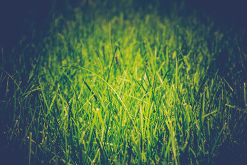 Green Grass Lawn Retro