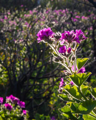 Obraz premium A backlit pelargonium flower in spring near Cape Town, South Africa