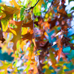 autumn foliage palette