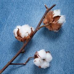branch of a cotton plant on a denim, jeans