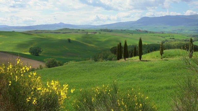 Tuscany hills landscape with yellow flowers on foreground, Italy, 4k
