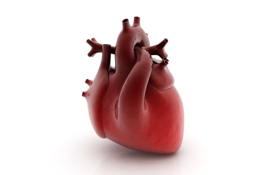 3d rendered human heart isolated on white background