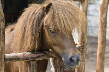Fototapeta premium Brown pony with funny hair