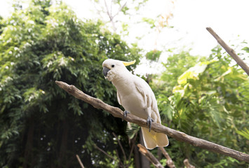 Sulphur-crested cockatoo (Cacatua galerita) sitting on tree branch