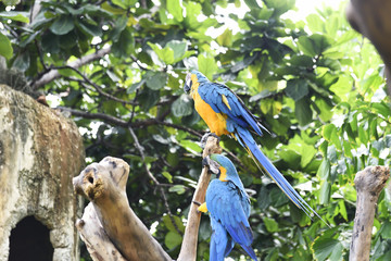 Beautiful Blue-and-yellow macaw (Ara ararauna)