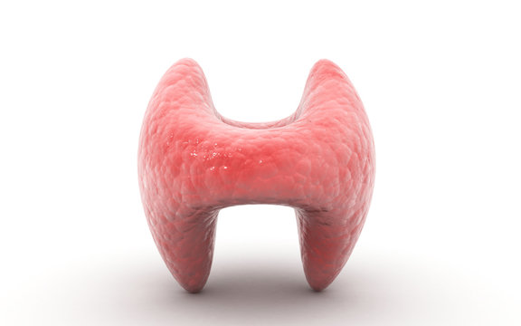 3d rendered Endocrine parathyroid gland on a white background