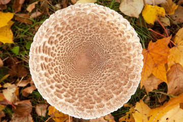 unusual texture of a mushroom umbrella on a background of autumn foliage, top view