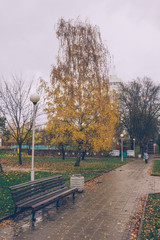 road in a park among trees in autumn