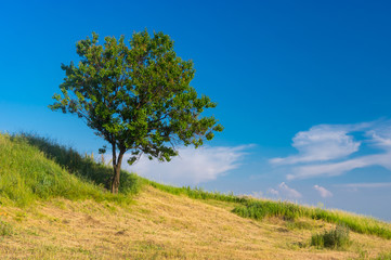 Lonely wild apricot tree on a hill in summer season